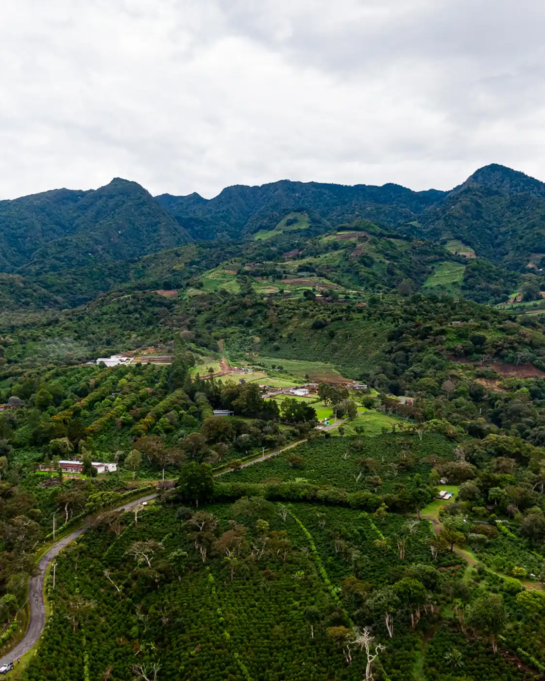 Pacamara Natural - Imagen 4